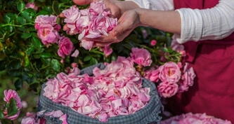 Handpicking fresh Kannauj roses